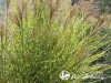 Miskantas kininis ,Little Zebra' (lot. Miscanthus sinensis) Miskantas kininis ,Little Zebra' (lot. Miscanthus sinensis)